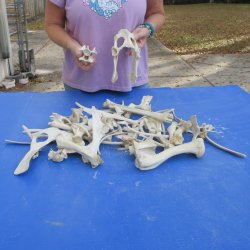 4lb lot of Assorted Bones - $35
