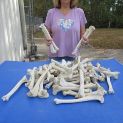 50 Deer Leg Bones, 9" to 12"  <font color=red>Special Price</font> - $35