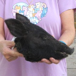11" Preserved Georgia Wild Boar / Hog Head - $40