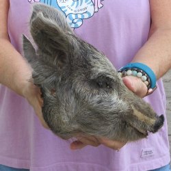 10" Preserved Georgia Wild Boar / Hog Head - $30