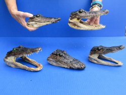 5 pc lot of 6 to 8 inch  B-Grade Alligator Heads - for $30/lot
