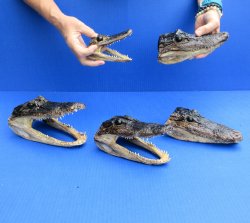 5 pc lot of 5 to 8 inch  B-Grade Alligator Heads - for $30/lot