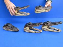 5 pc lot of 6 to 8 inch  B-Grade Alligator Heads - for $30/lot
