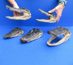 5 pc lot of 6 to 8 inch  B-Grade Alligator Heads - for $30/lot