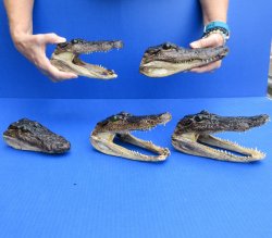 5 pc lot of 5-3/4 to 8 inch  B-Grade Alligator Heads - for $30/lot