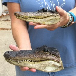 Buy Now 6-1/2" & 9" Closed Mouth Alligator Heads, 2pc lot - $15