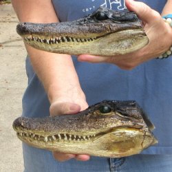 Buy Now 7-1/2" & 8-1/2" Closed Mouth Alligator Heads, 2pc lot  - $15