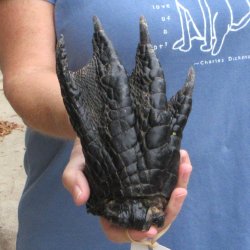 Preserved Alligator Foot 7" for sale - $10