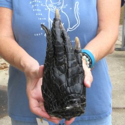 Preserved Alligator Foot 10" for sale - $10