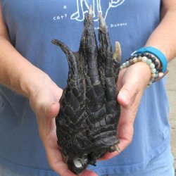 Preserved Alligator Foot 9" for sale - $10