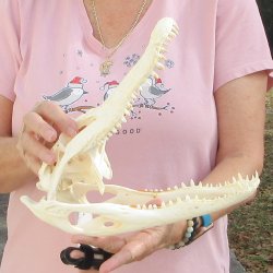 Real Florida Alligator Skull, 12 inches for $105