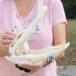 Real Florida Alligator Skull, 11 inches for $95