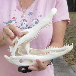 B-Grade Real Florida Alligator Skull, 11 inches for $85
