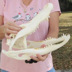 B-Grade Real Florida Alligator Skull, 14-1/2 inches for $95