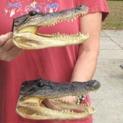 Two Alligator Heads 9 inch
