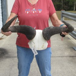  Blue Wildebeest Skull Plate with 24" Horn Spread - $45