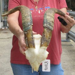 B-Grade African Goat Skull with 20" Horns