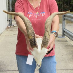 B-Grade African Goat Skull with 20" Horns