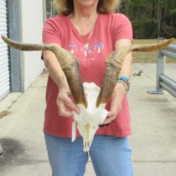 B-Grade African Goat Skull with 20" Horns