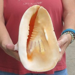 Real Yellow Helmet sea shell 9-3/4 inches -  $18