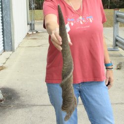  30 inch Male Eland horn for Sale $45