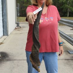  29 inch Male Eland horn for Sale $45