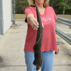  29 inch Male Eland horn for Sale $45