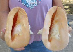 2pc lot of 8" yellow helmet seashells - $25