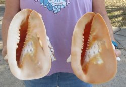 2pc lot of 8" yellow helmet seashells - $25