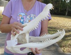  Real Florida Alligator Skull, 17-1/2 inches, for $185