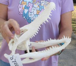  Real Florida Alligator Skull, 11 inches, for $95