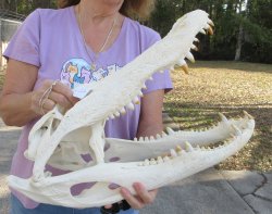  Real Florida Alligator Skull, 21-1/2 inches, for $295