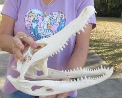 B-Grade Real Florida Alligator Skull, 14 inches