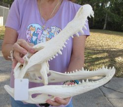  Real Florida Alligator Skull, 16 inches, for $165