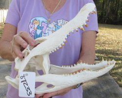  Real Florida Alligator Skull, 13-3/4 inches, for $120