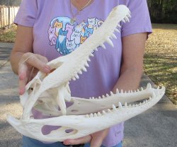  Real Florida Alligator Skull, 14-1/2 inches, for $130