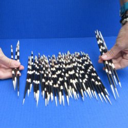 50 Thick African Porcupine Quills 8 to 10 inches - $70
