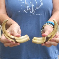 Matching pair of 8 & 8-1/2 inch Warthog Tusks - For Sale for $49/pair