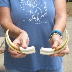 Matching pair of 8-1/2 inch Warthog Tusks - For Sale for $49/pair
