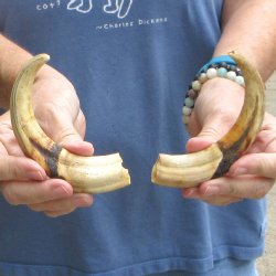 Matching pair of 7 inch Warthog Tusks - For Sale for $34/pair