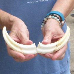 Matching pair of 5-1/2 inch Warthog Tusks - For Sale for $23/pair
