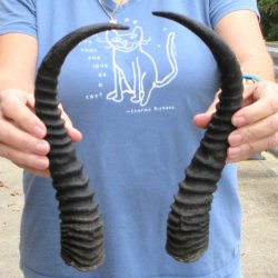 Matching pair of Male Springbok horns measuring 13 inches - $28/lot
