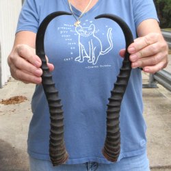 Matching pair of Male Springbok horns measuring 15 inches - $32/lot