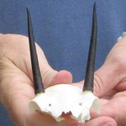 Steenbok Skull Plate with 3" Horns - $39