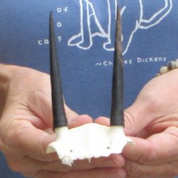 Steenbok Skull Plate with 3-1/2" Horns - $39