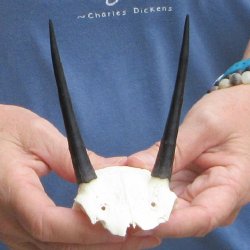 Steenbok Skull Plate with 3-1/2" Horns - $39