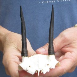 Steenbok Skull Plate with 3" Horns - $39