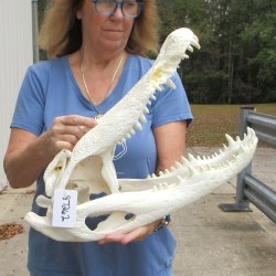 21" Florida Alligator Skull - $165