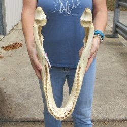 19 inch Florida alligator bottom jaw bone $20