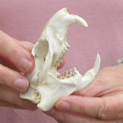 North American Groundhog Skull (Woodchuck) measuring 3-3/4 inches long and 2-3/4 inches wide for $30